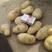 【精品】河南土豆通许沃土，V7土豆中著五号大量出货，