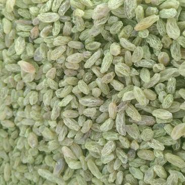 吐鲁番大小颗粒绿宝石无核绿葡萄干食品加工厂通用葡萄干有货