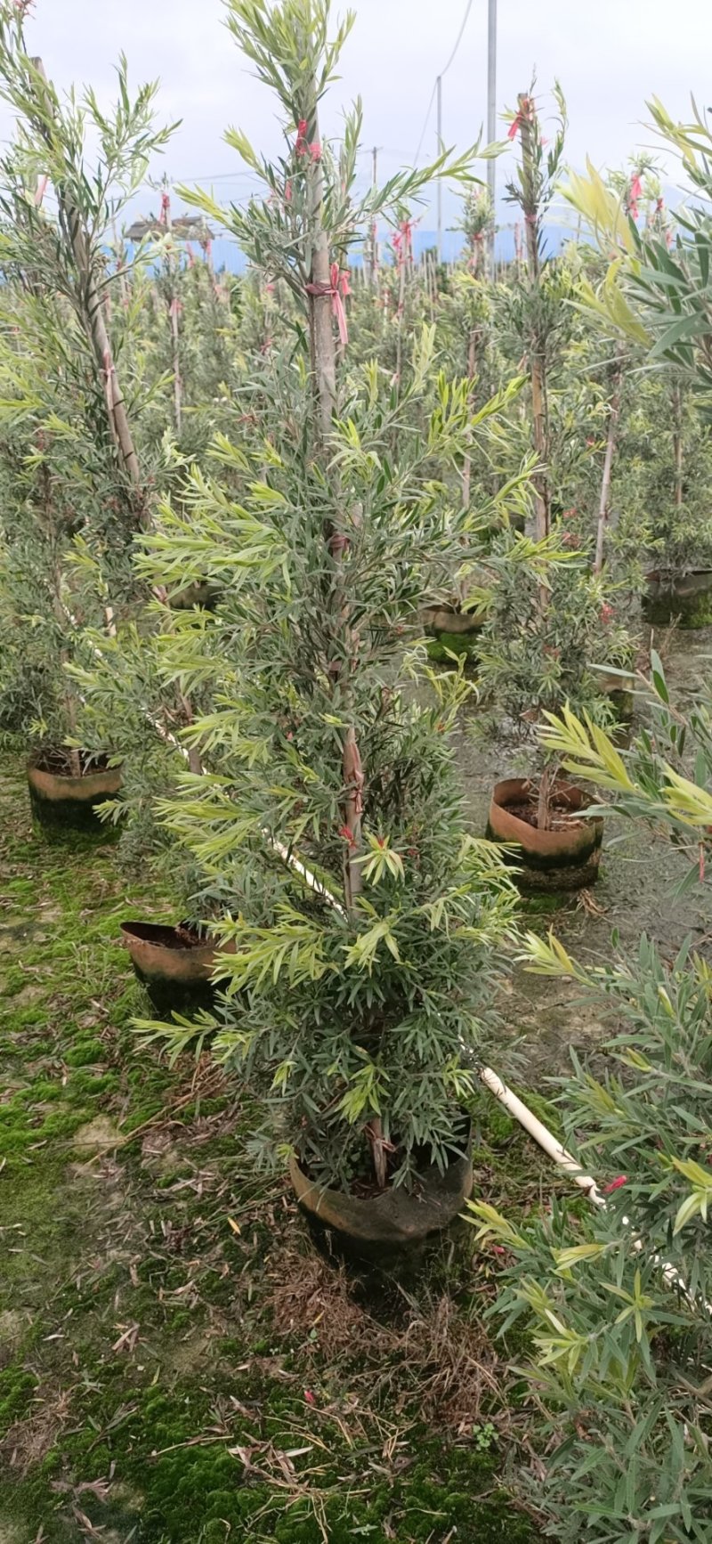 多花红千层