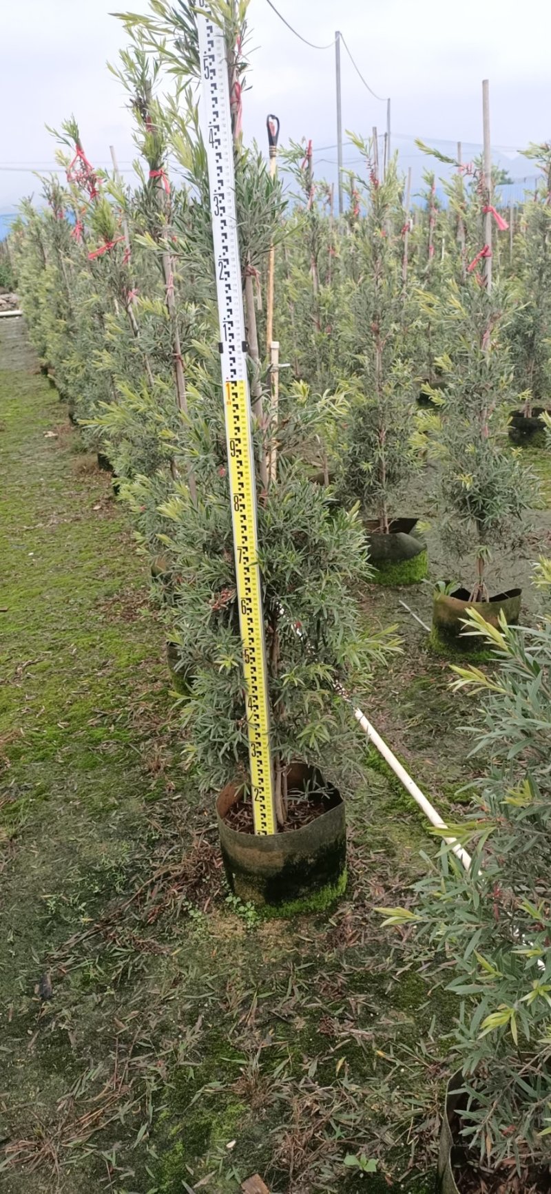 多花红千层