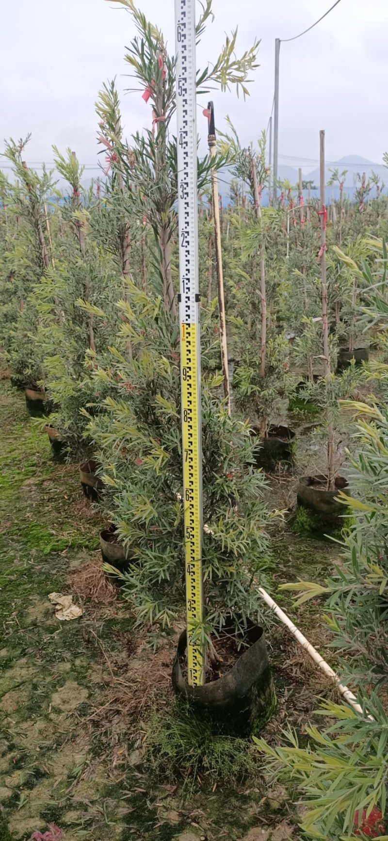多花红千层