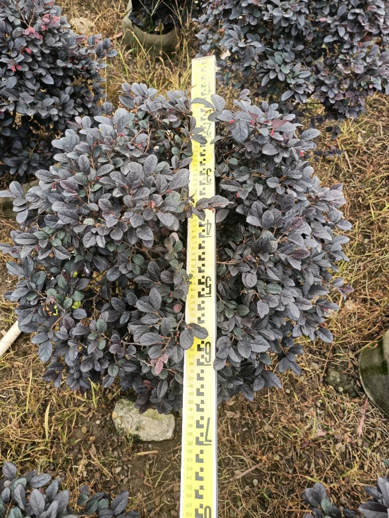 绿化苗木