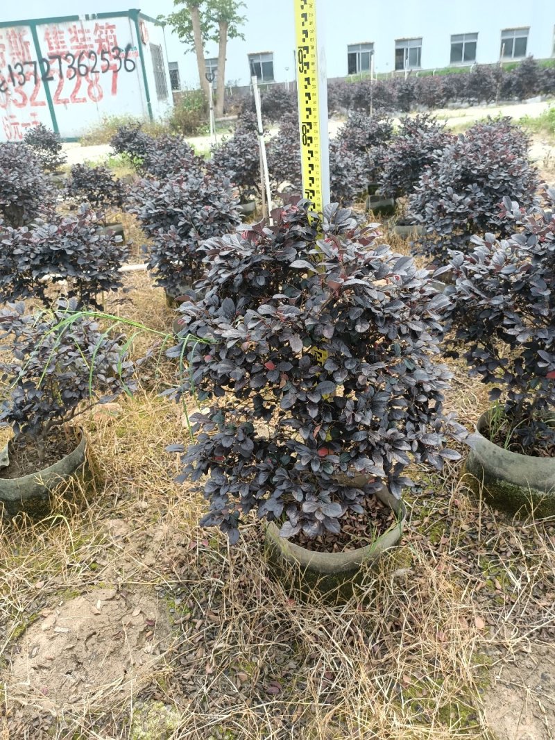 绿化苗木