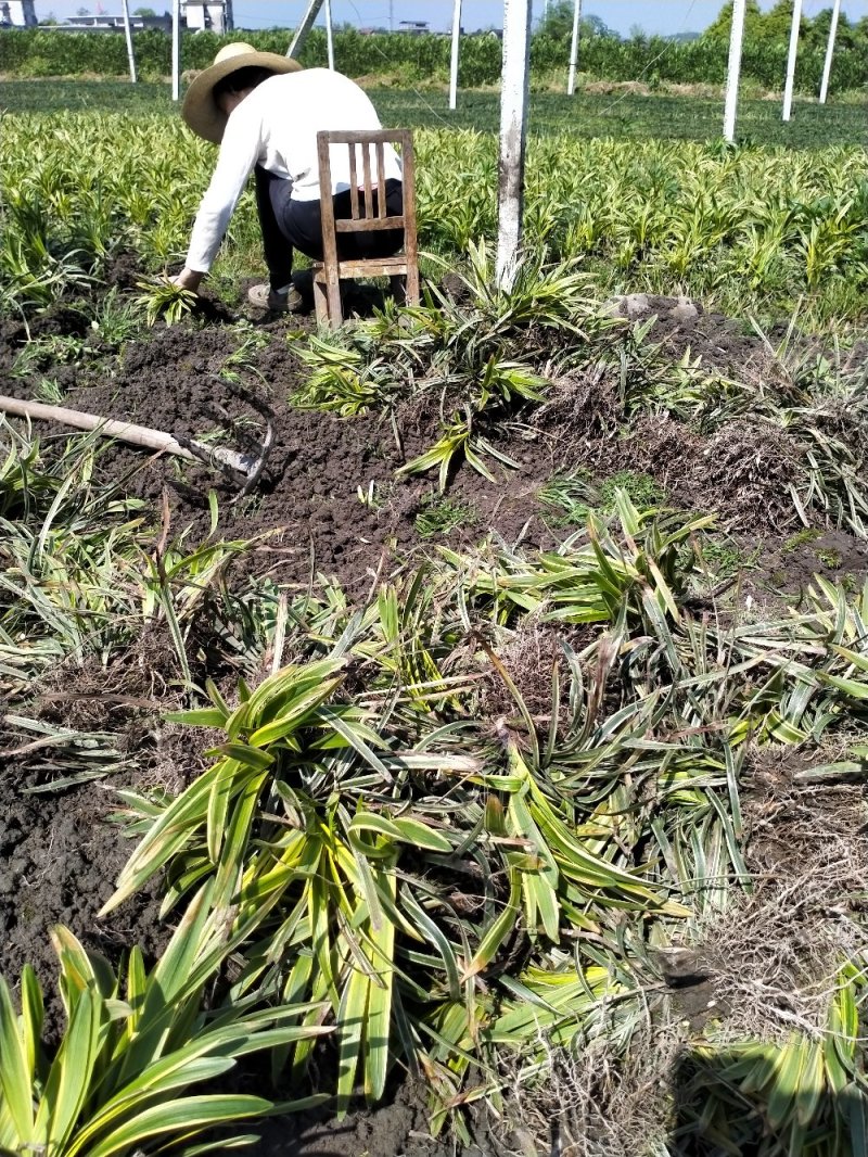 金边麦冬草