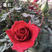 《食用玫瑰种苗》滇红，墨红，大马士革金边
