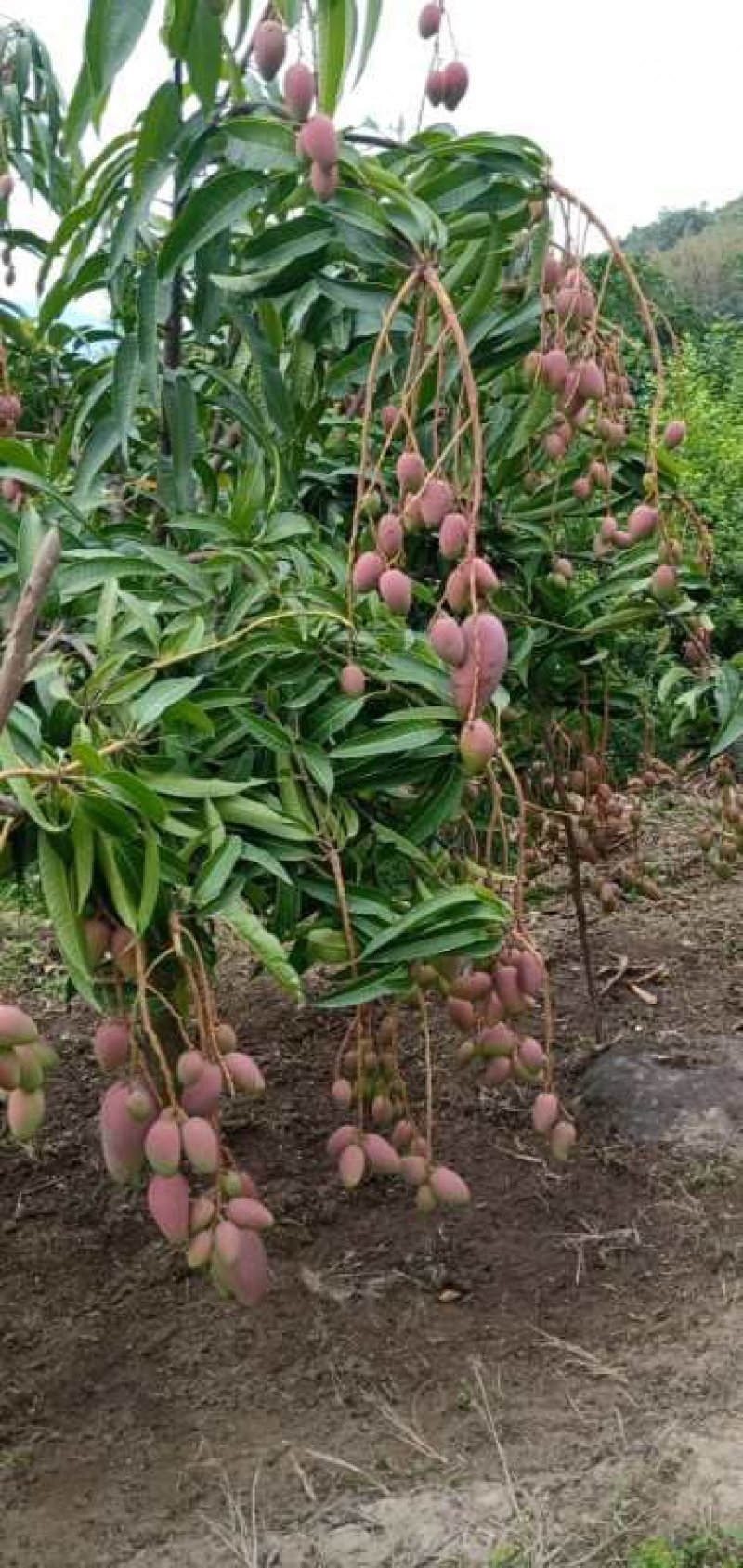 云南贵妃芒果，电商果，市场果，五月份上市