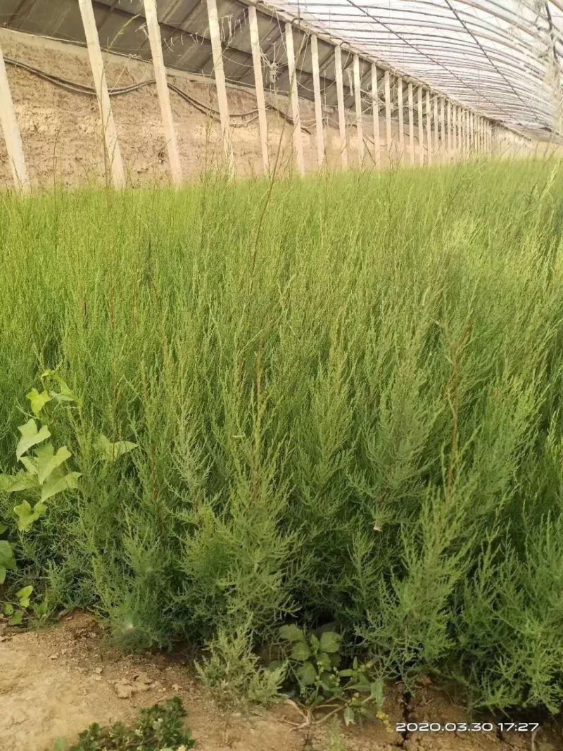彭阳县龙清苗木种植专业合作社以诚信为本