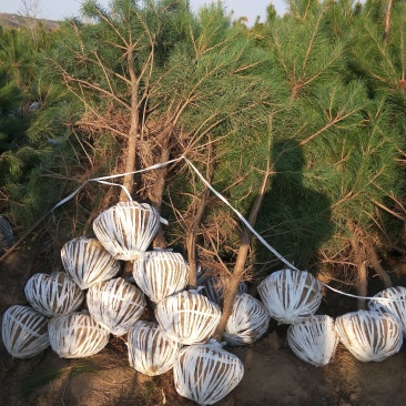 彭阳县龙清苗木种植专业合作社以诚信为本