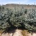 彭阳县龙清苗木种植专业合作社以诚信为本