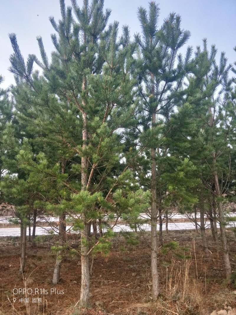 彭阳县龙清苗木种植专业合作社以诚信为本