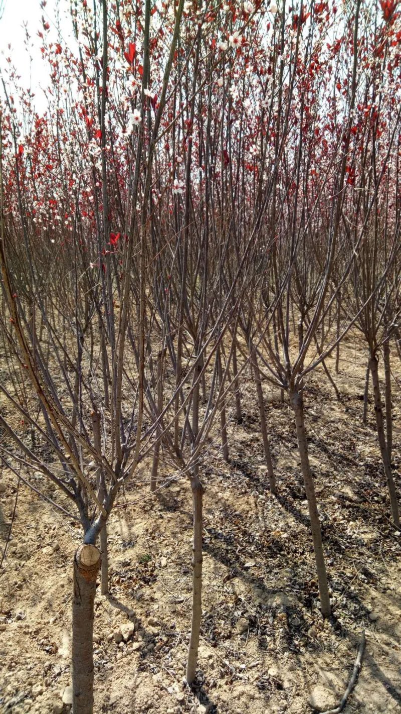 彭阳县龙清苗木种植专业合作社以诚信为本