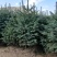 彭阳县龙清苗木种植专业合作社以诚信为本