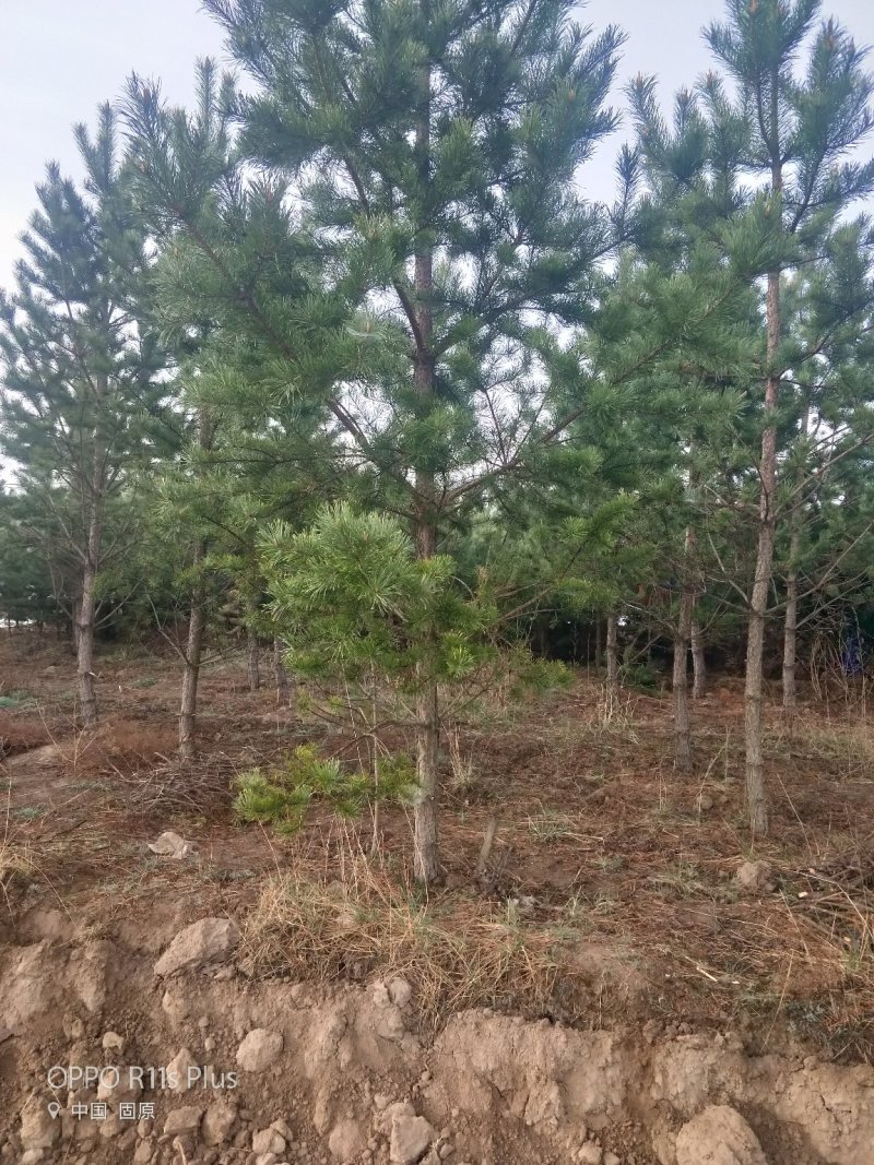 彭阳县龙清苗木种植专业合作社以诚信为本