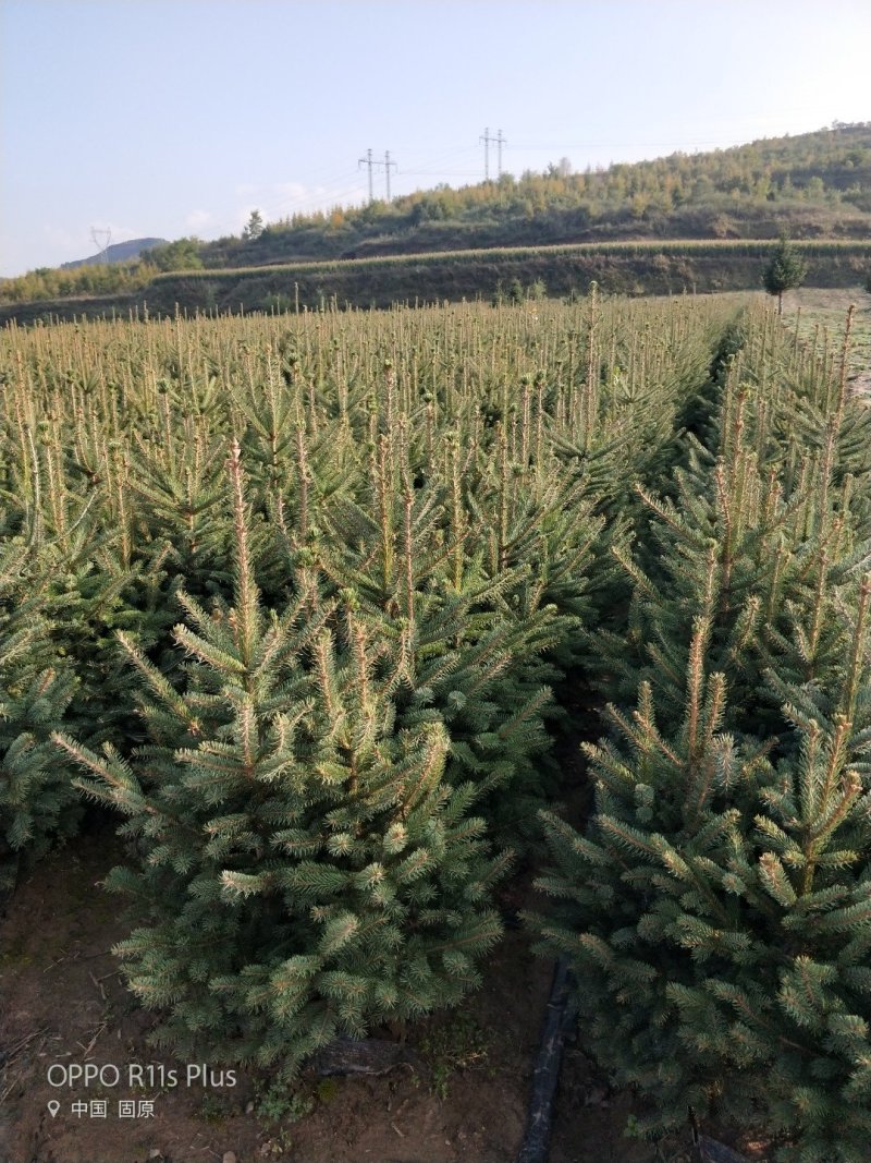彭阳县龙清苗木种植专业合作社以诚信为本