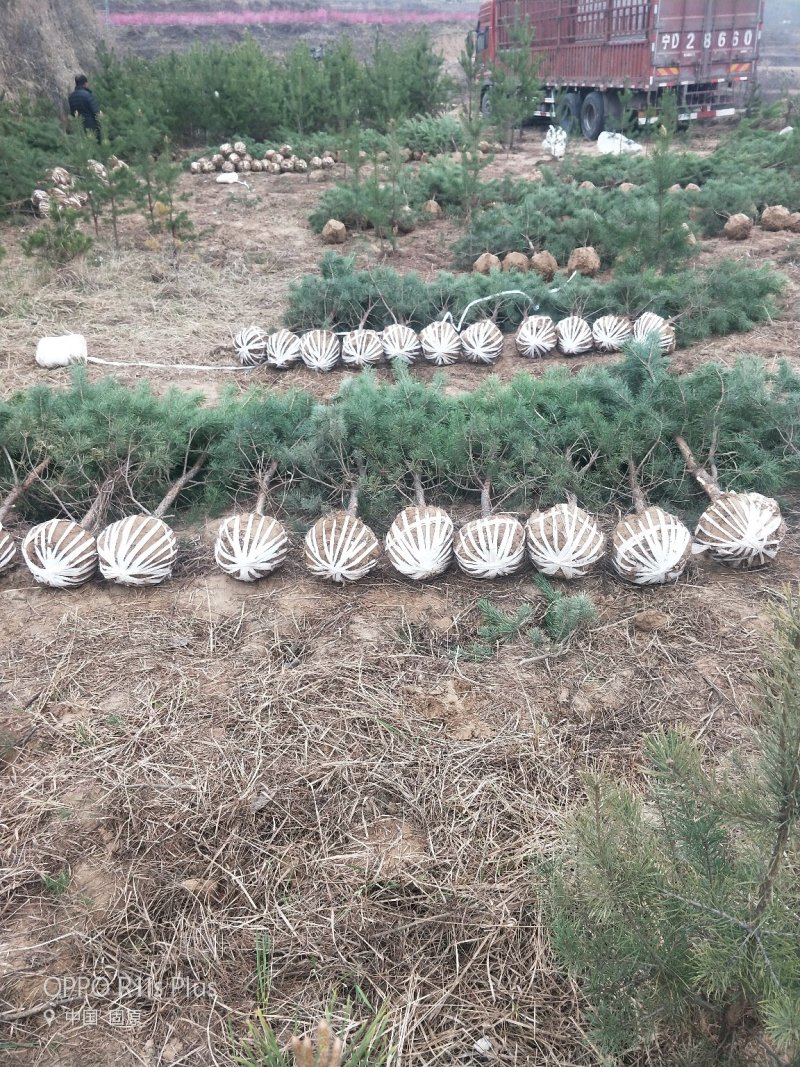彭阳县龙清苗木种植专业合作社以诚信为本