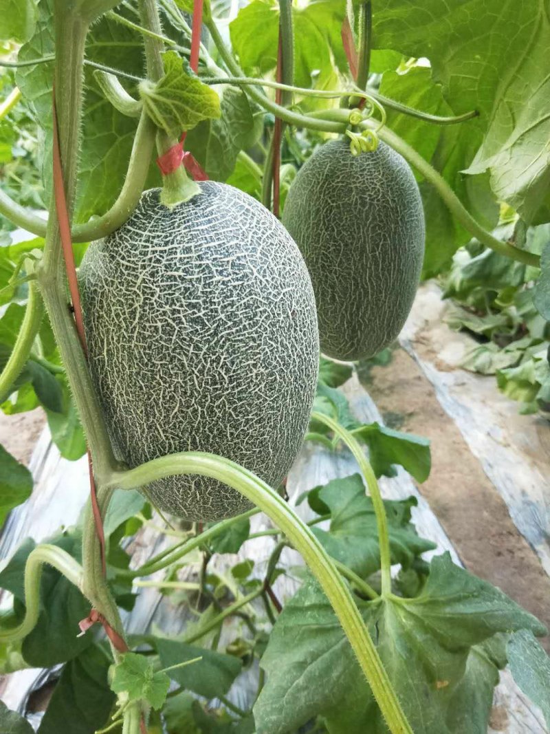 西州蜜小蜜25号大量有货可全国发货欢迎新老客户