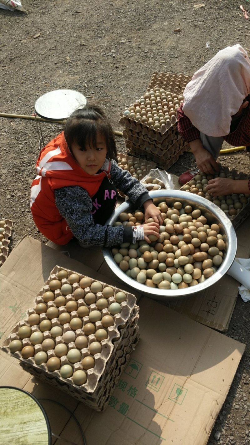 七彩野鸡蛋养殖场直供