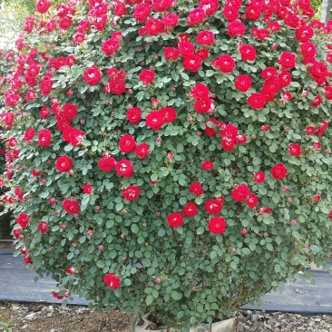 1.5米月季花球月季批发月季球