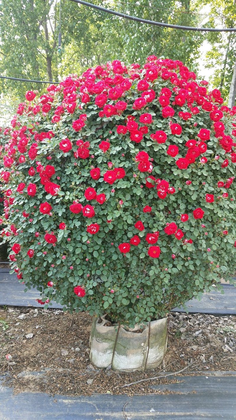 1.5米月季花球月季批发月季球