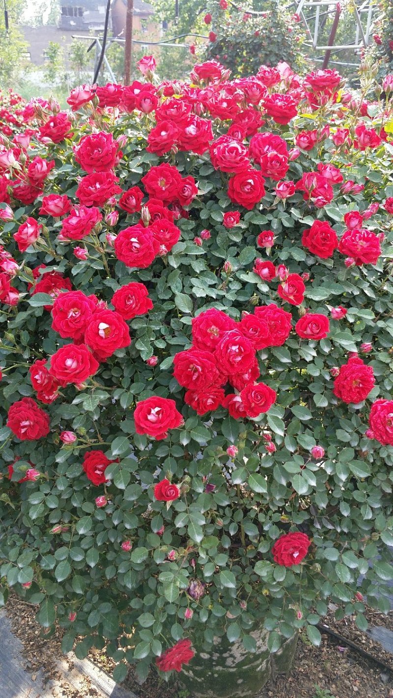 1.5米月季花球月季批发月季球