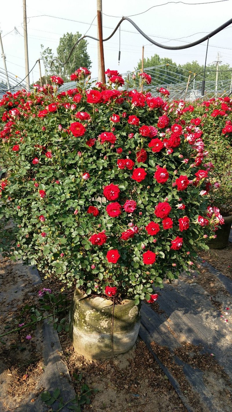 1.5米月季花球月季批发月季球