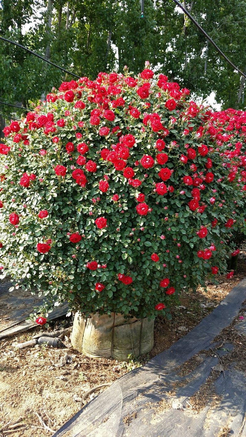 1.5米月季花球月季批发月季球