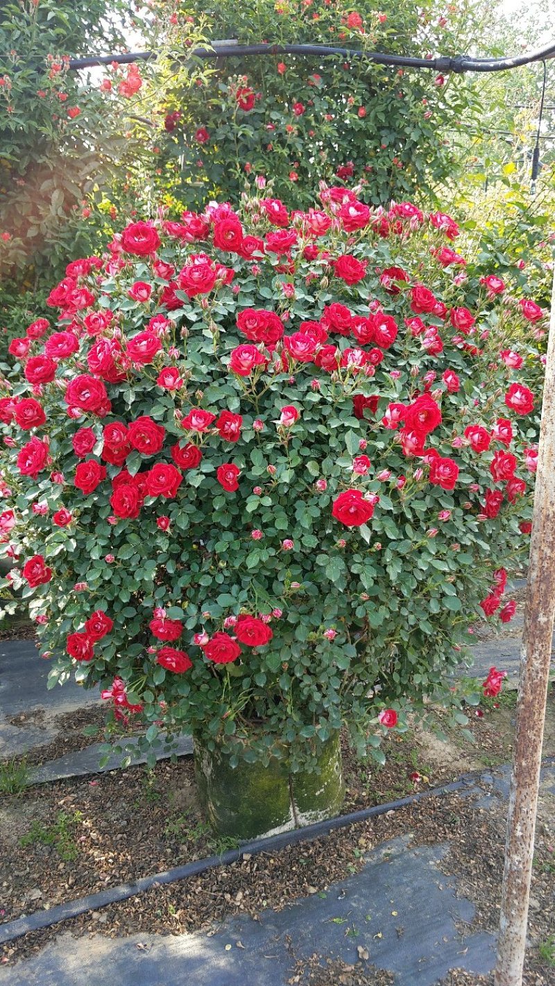 1.5米月季花球月季批发月季球