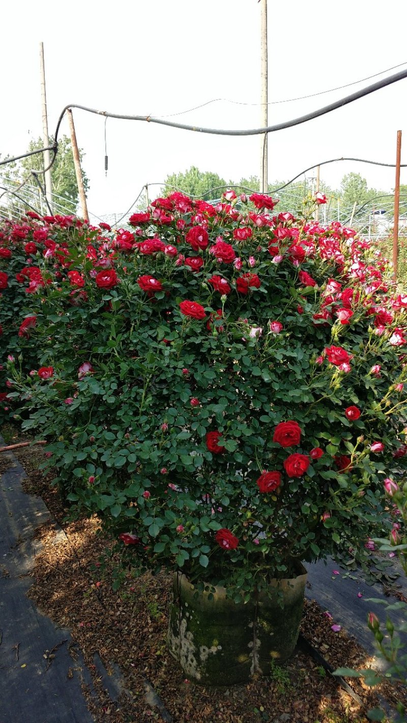1.5米月季花球月季批发月季球