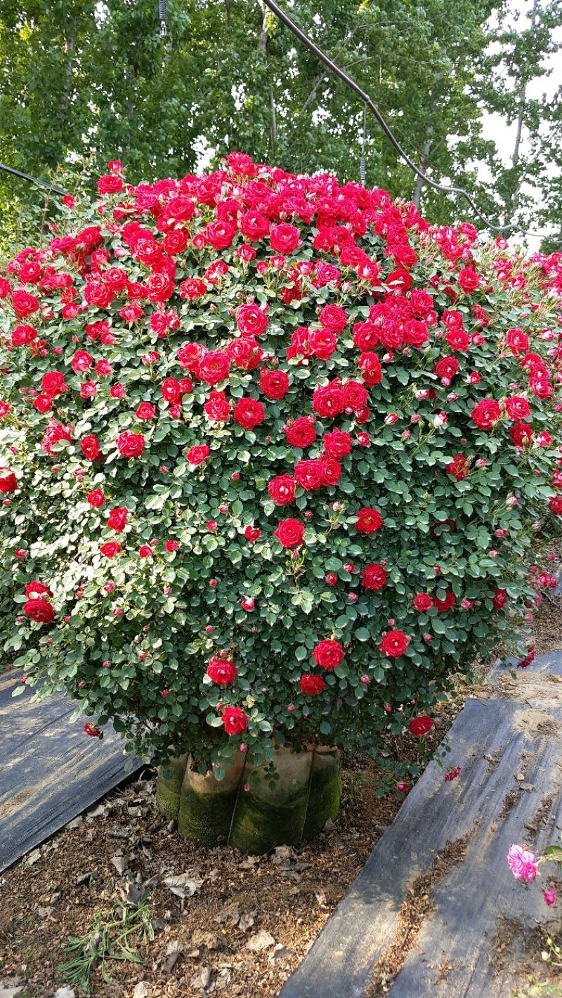 1.5米月季花球月季批发月季球