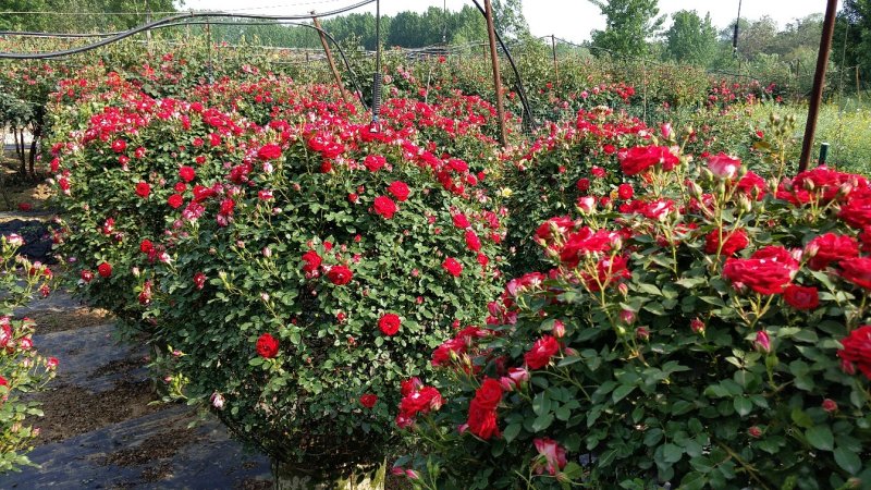 1.5米月季花球月季批发月季球