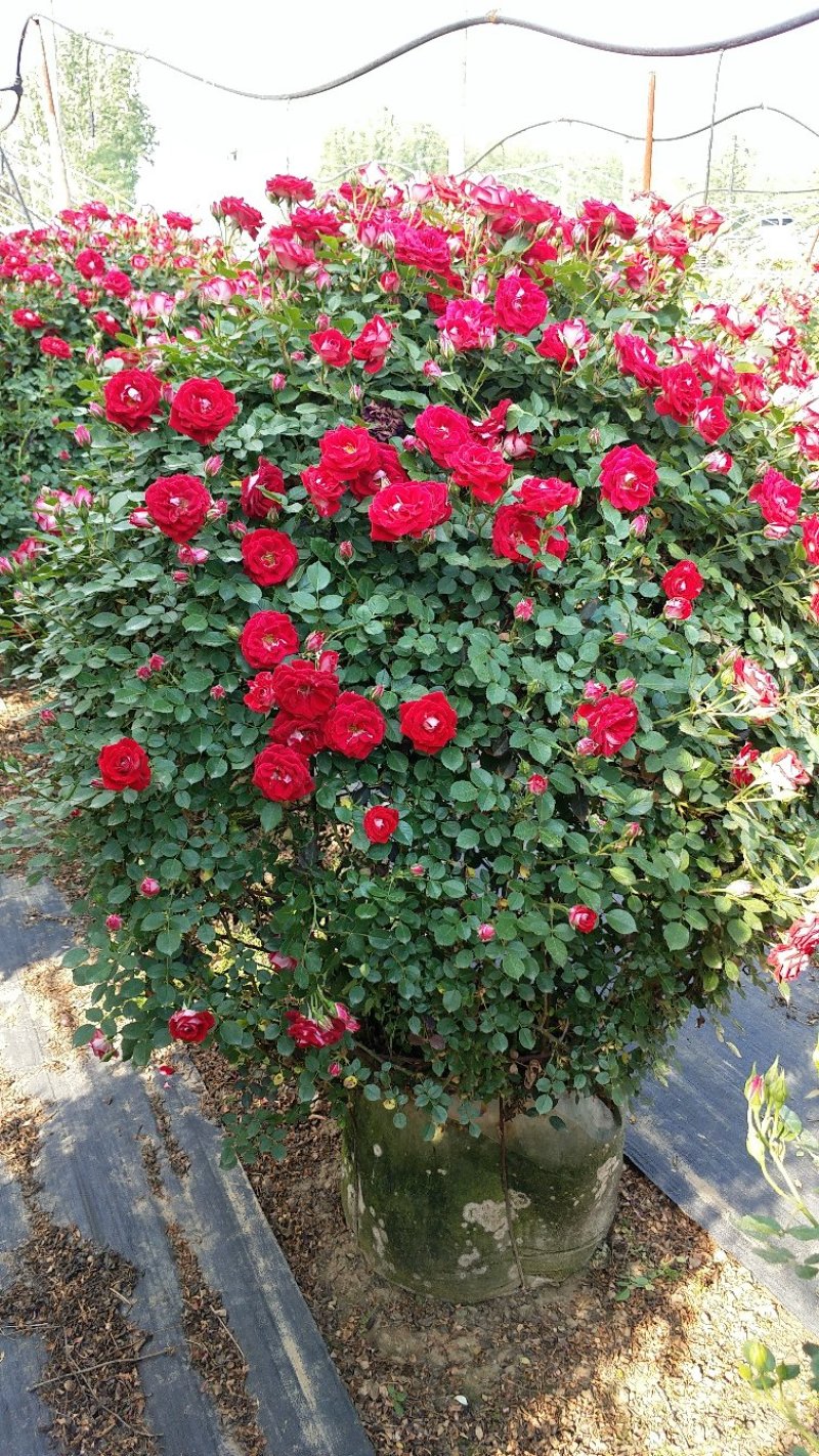 1.5米月季花球月季批发月季球
