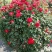 1.5米月季花球月季批发月季球