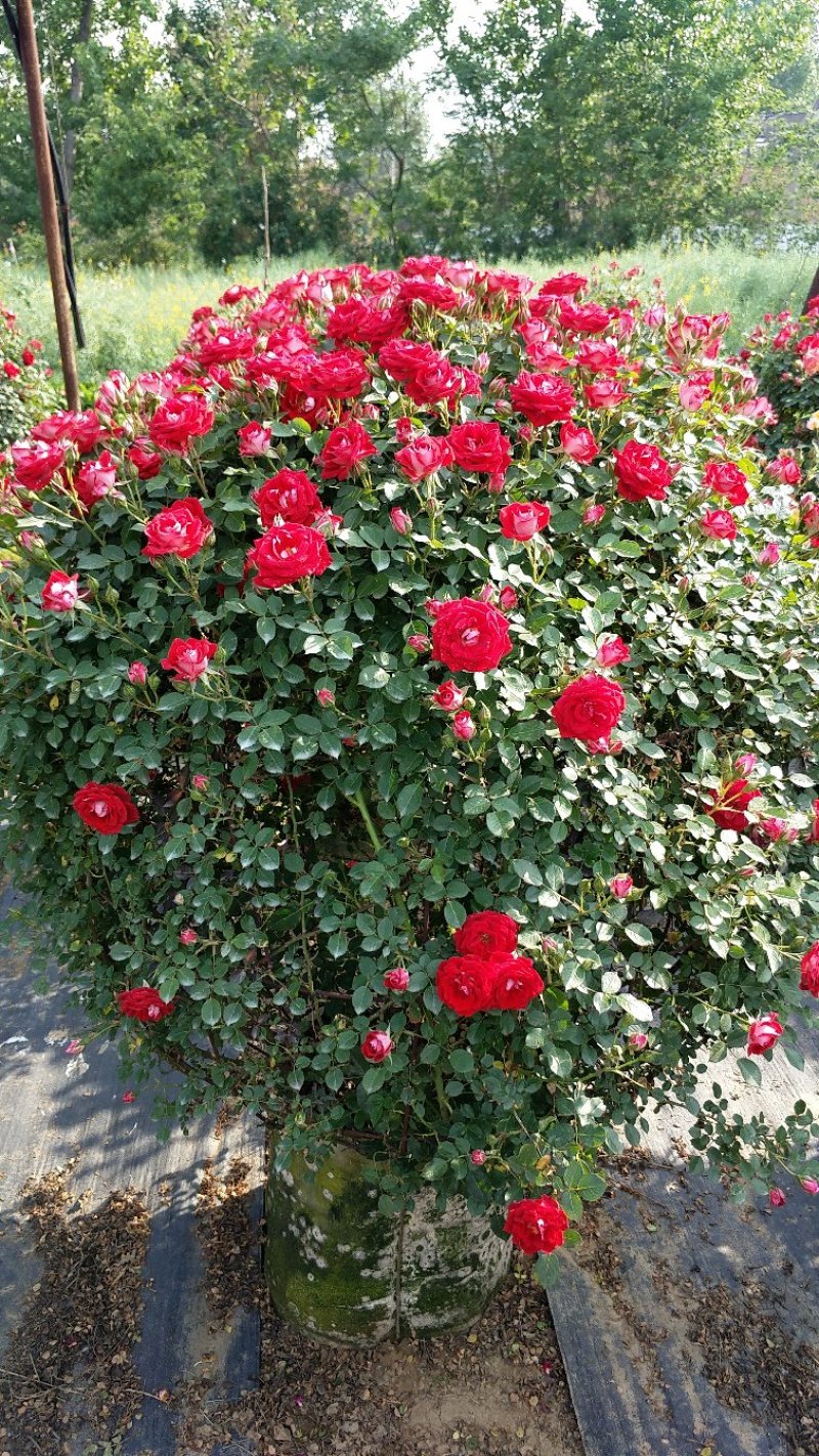 1.5米月季花球月季批发月季球