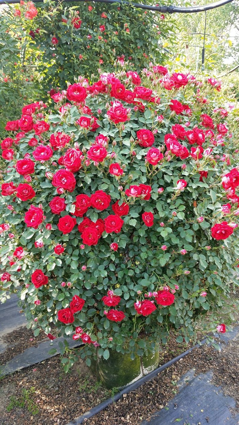 1.5米月季花球月季批发月季球
