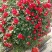 1.5米月季花球月季批发月季球