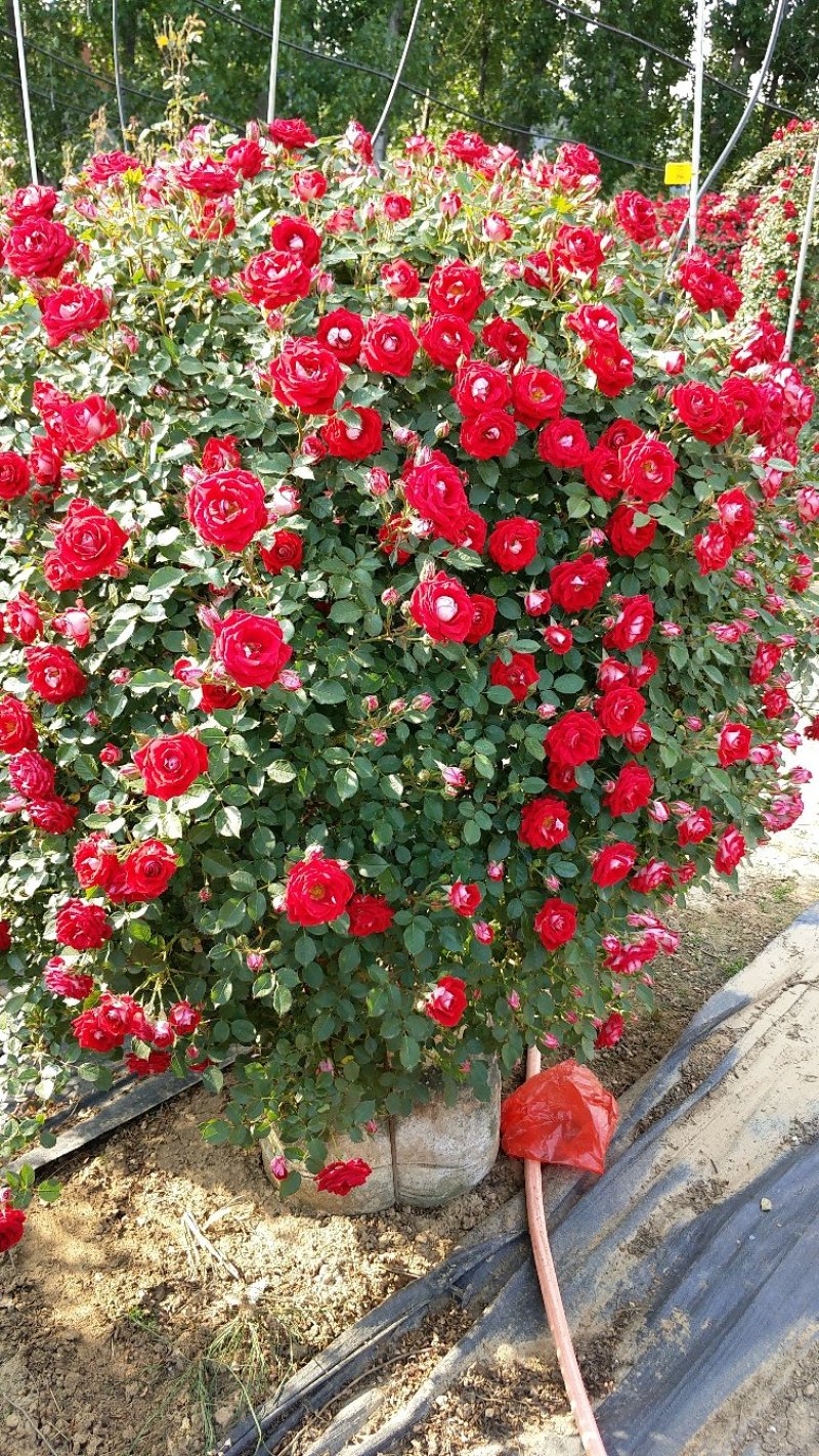 1.5米月季花球月季批发月季球