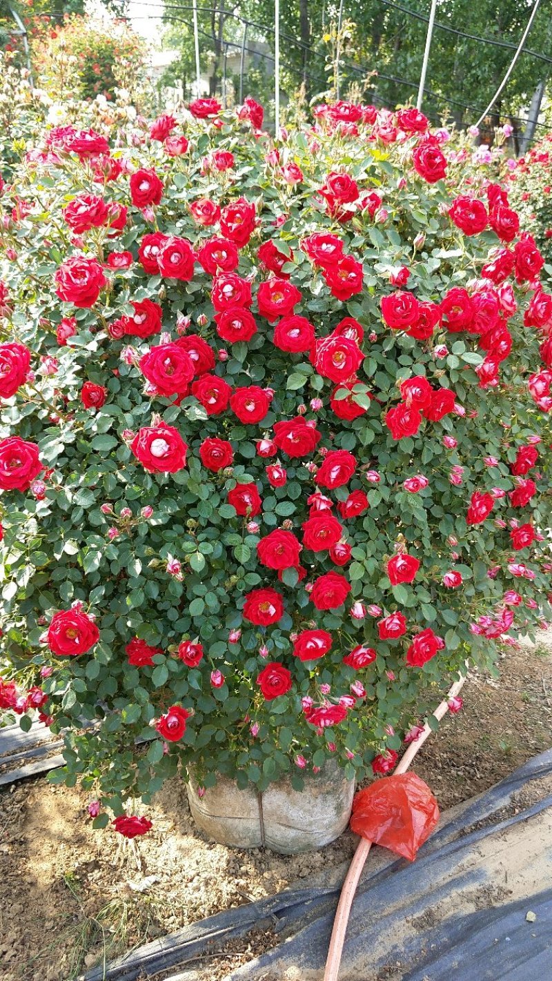 1.5米月季花球月季批发月季球