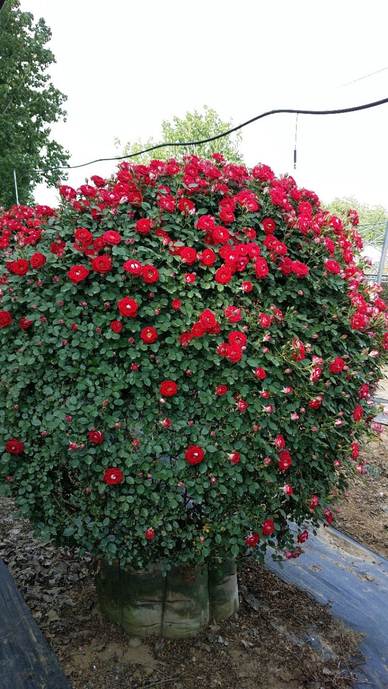 1.5米月季花球月季批发月季球