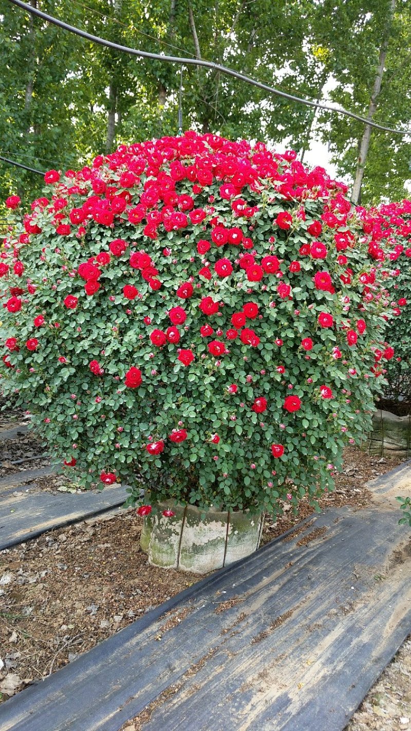 1.5米月季花球月季批发月季球