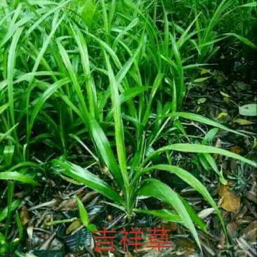 常绿地被，吉祥草