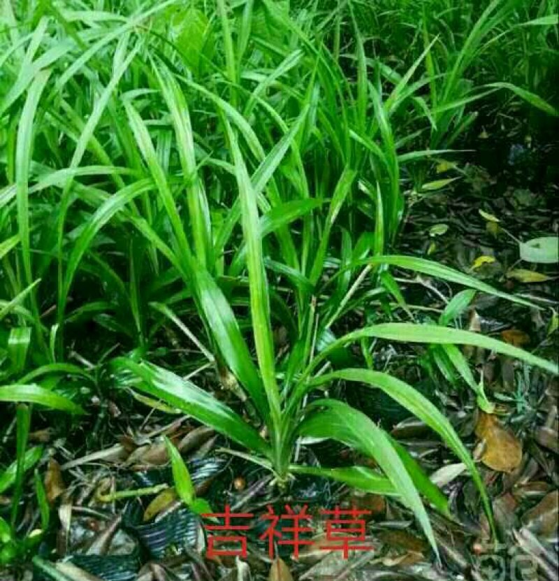 常绿地被，吉祥草
