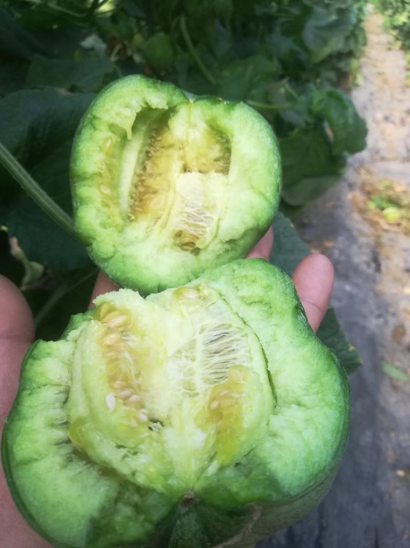 绿博特甜瓜