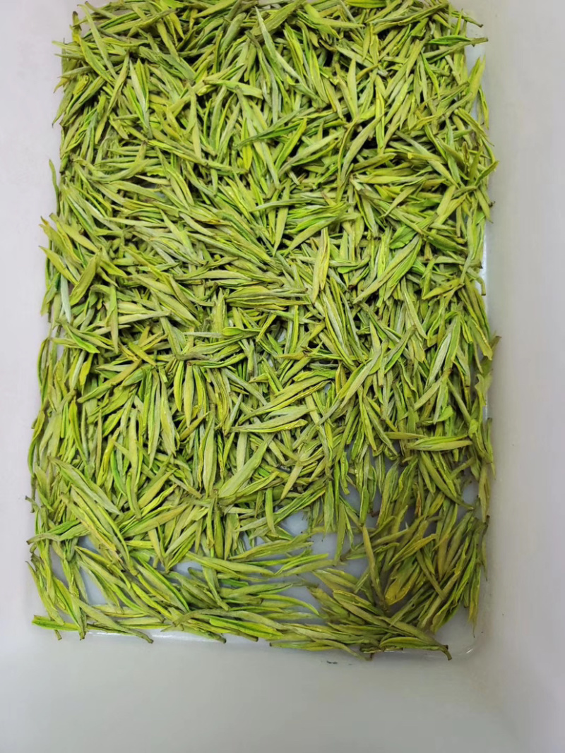 安吉白茶