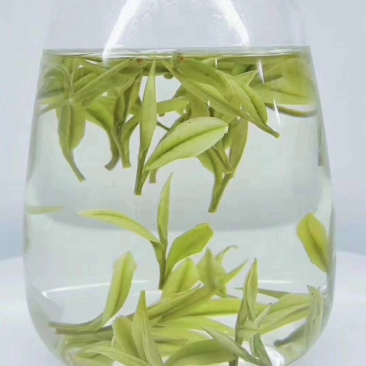安吉白茶