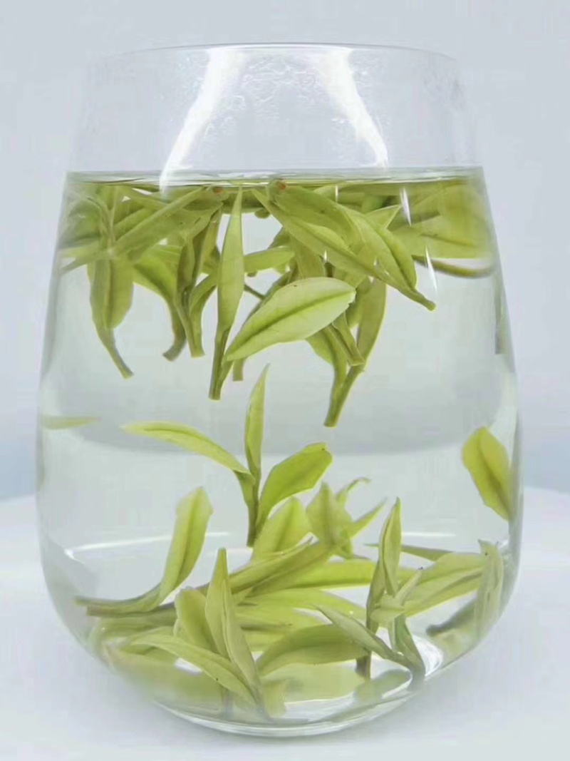 安吉白茶