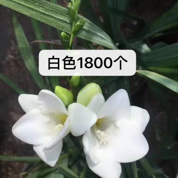 香雪兰种球
