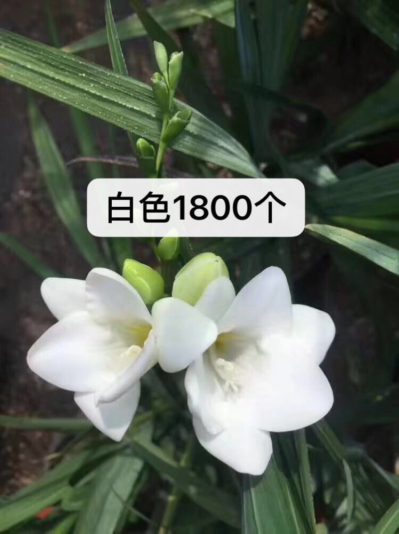 香雪兰种球