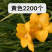 香雪兰种球