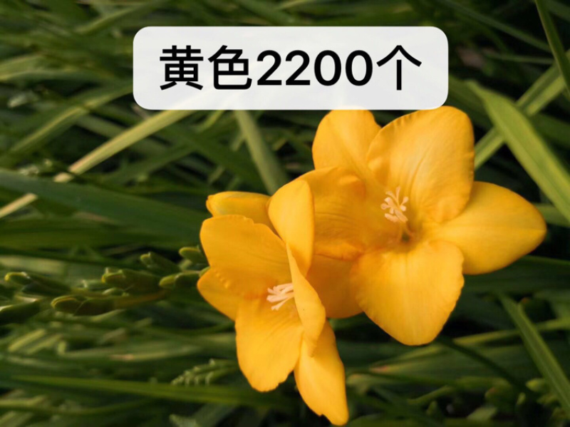香雪兰种球