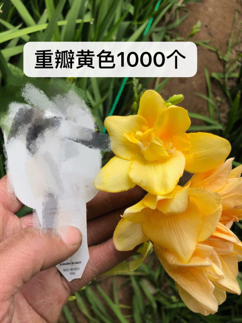香雪兰种球